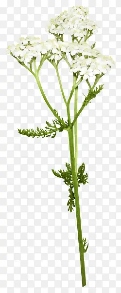 ��֦���ݰ�ɫ����-������