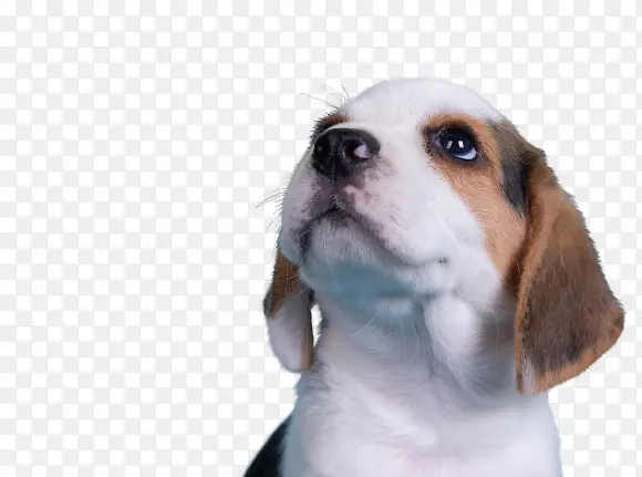 ��ɰ���С����-������