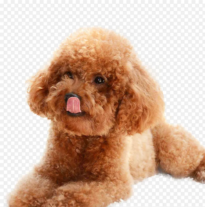 �����ϻ�С̩��-������