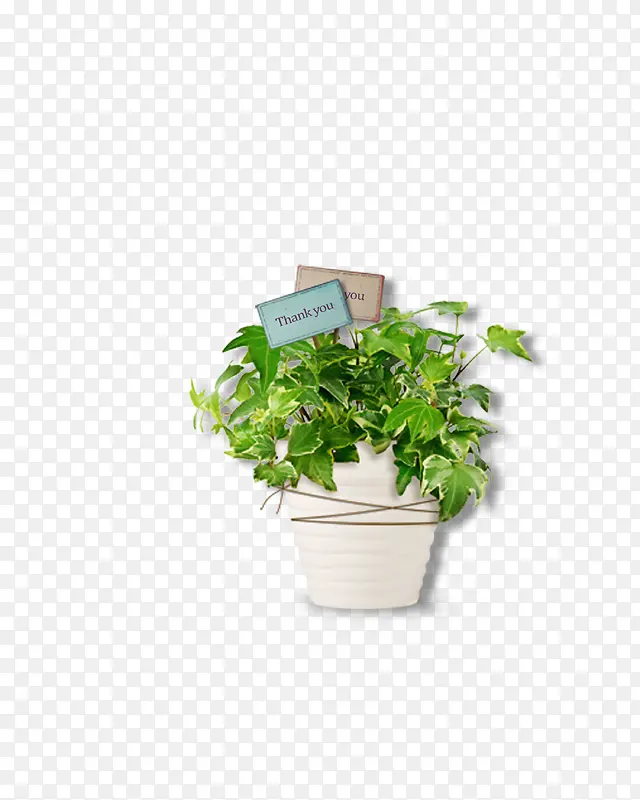 ֲ��-������