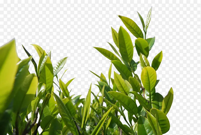 �����̲��ز�-������