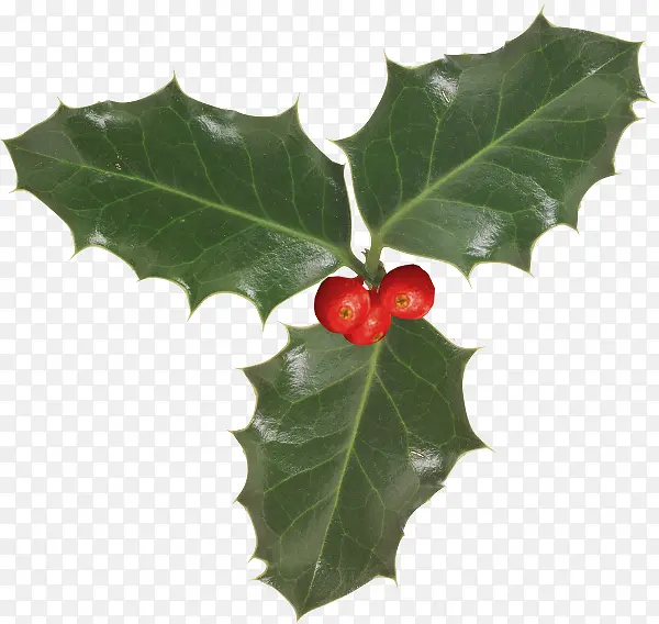 ������Ӱ�ݱ�ֲ�����͹�ʵ-������