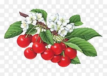 ��ɫ��ʵˮ��-������