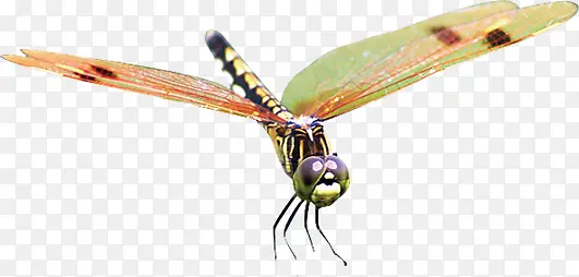 ��ɫ�����������-������