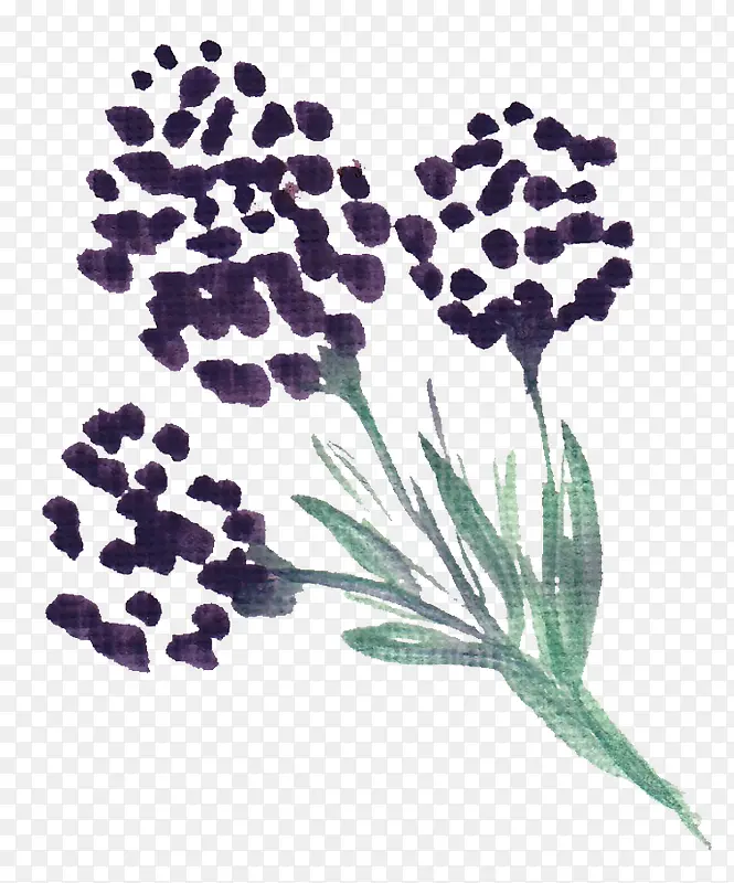 ˮ��ֲ��-������