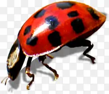 ������Ӱ���޵�����ư��-������