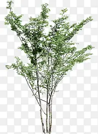 ������Ӱ��ɫֲ�����ͺϳ�-������