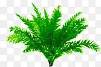 ���������ɫֲ��-������