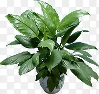 ������ɫֲ����Ӱ-������