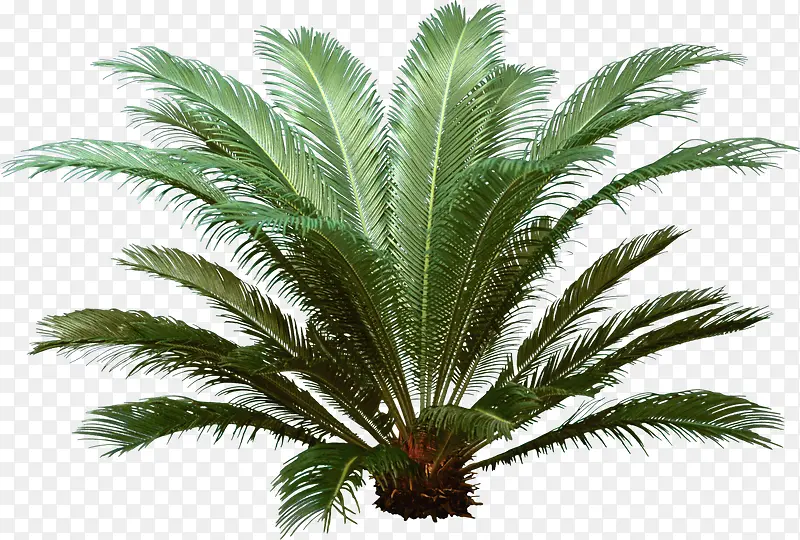 ��ɫֲ�������Ӱ-������