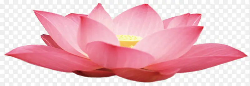 ������Ӱ�ֻ�����-������