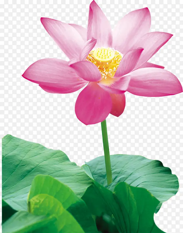 ������Ӱ���������-������