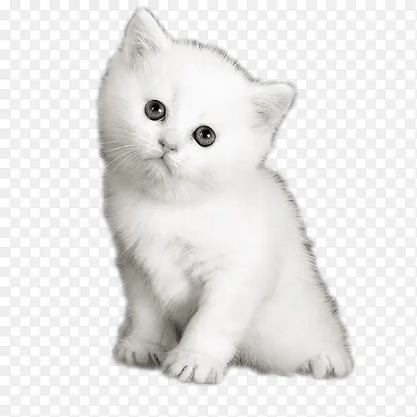 ��ɫСè-������