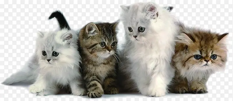 ʱ��Сè������ܰ-������