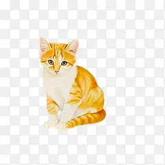 ��ɫ�ɰ�Сè-������