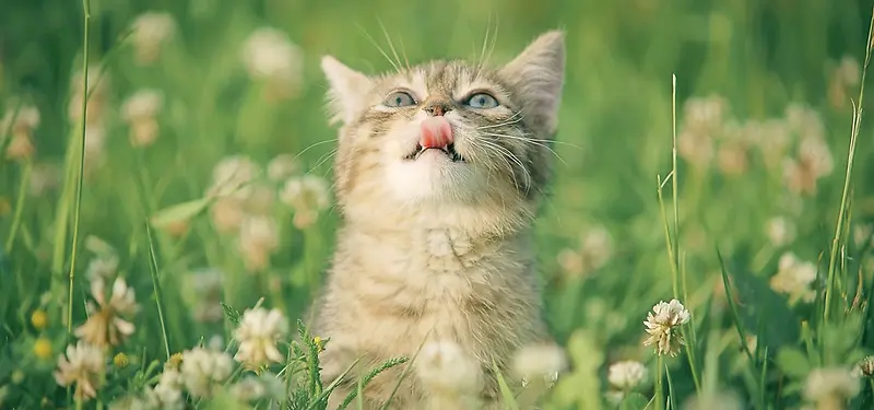 Сè���ﱳ��-������