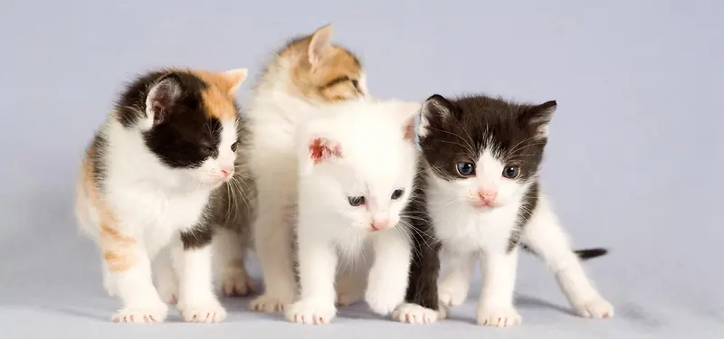 Сè���ﱳ��-������