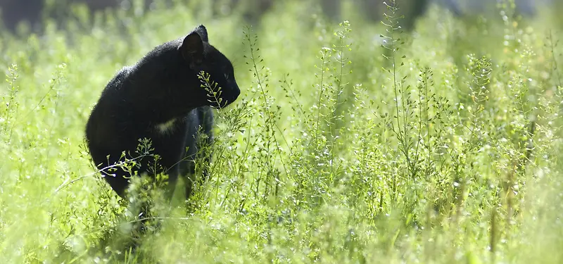 Сè���ﱳ��-������