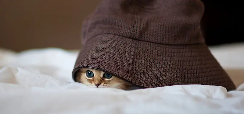 Сè���ﱳ��-������