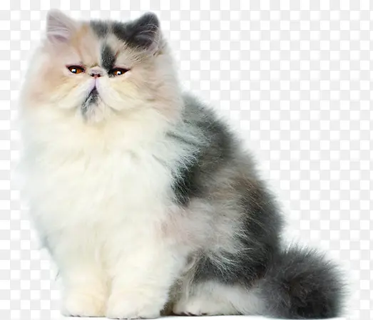 ��ɫ�ɰ�è�����-������