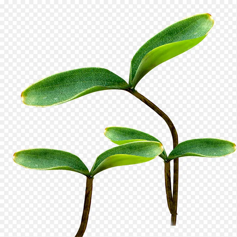 ��ɫ��Ѿͼ����-������