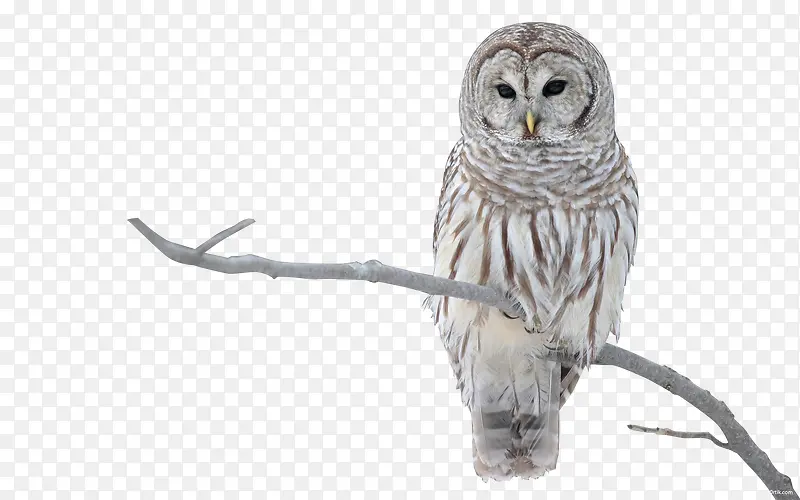 èͷӥ����-������