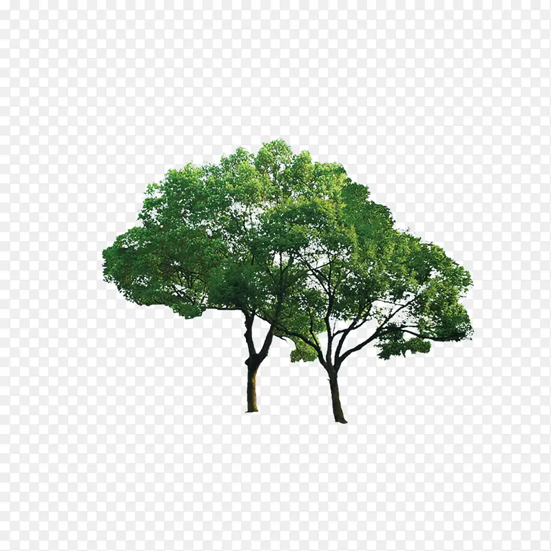 ֲ�� �� ɭ�� ��Ҷ-������