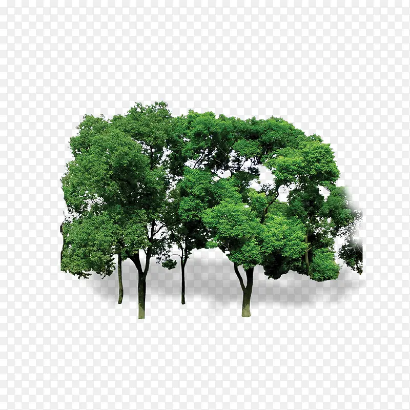 ֲ�� �� ɭ�� ��Ҷ-������