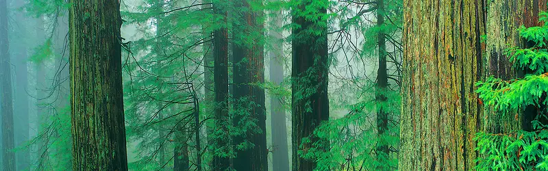 ɭ�ֱ���ͼ-������