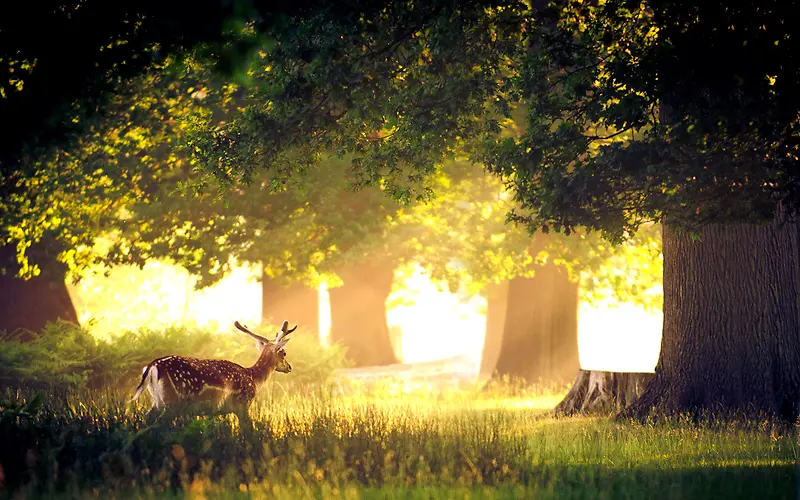 ɭ�ֱ���ͼ-������