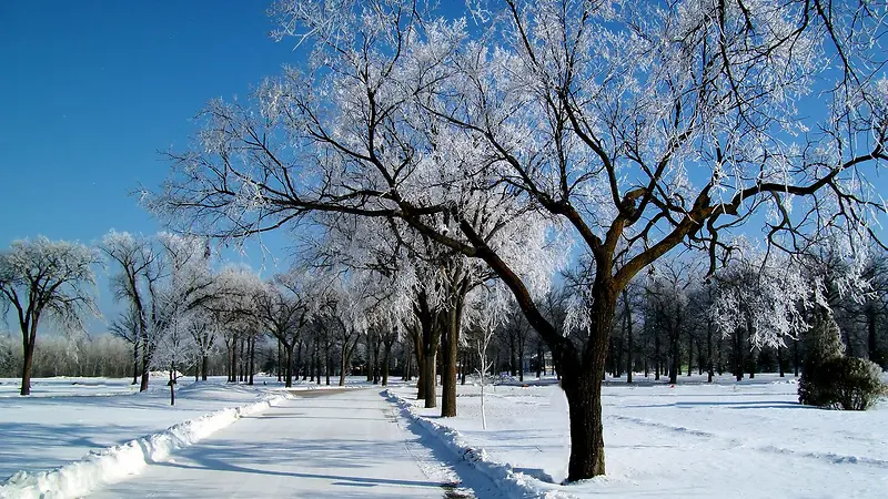 ������Ӱ����ɭ��-������