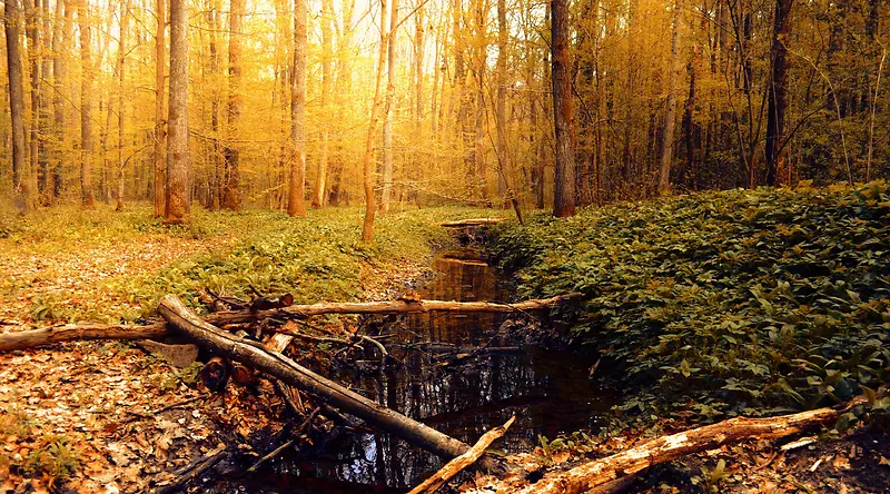 Ψ������ɭ����Ӱͼ-������