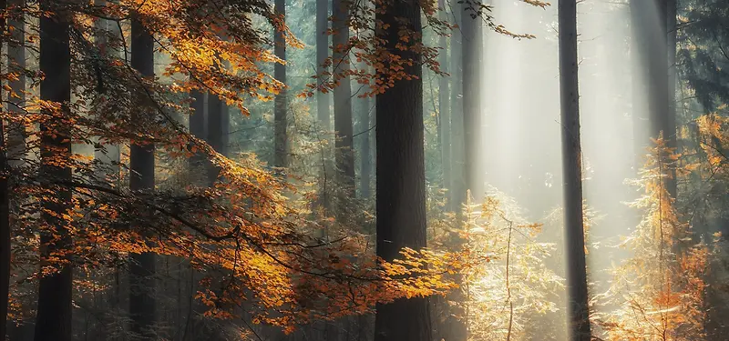 ɭ�ֱ���-������