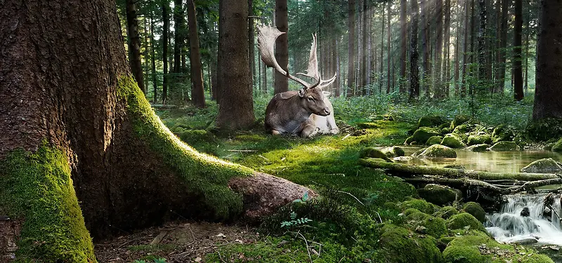 ɭ�ֱ���-������