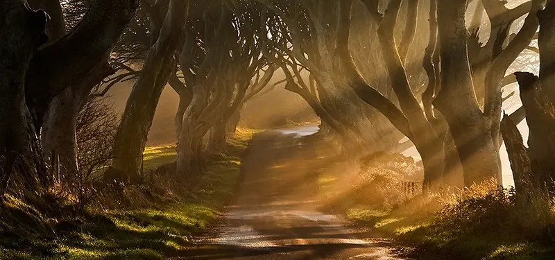 ɭ�ֱ���-������