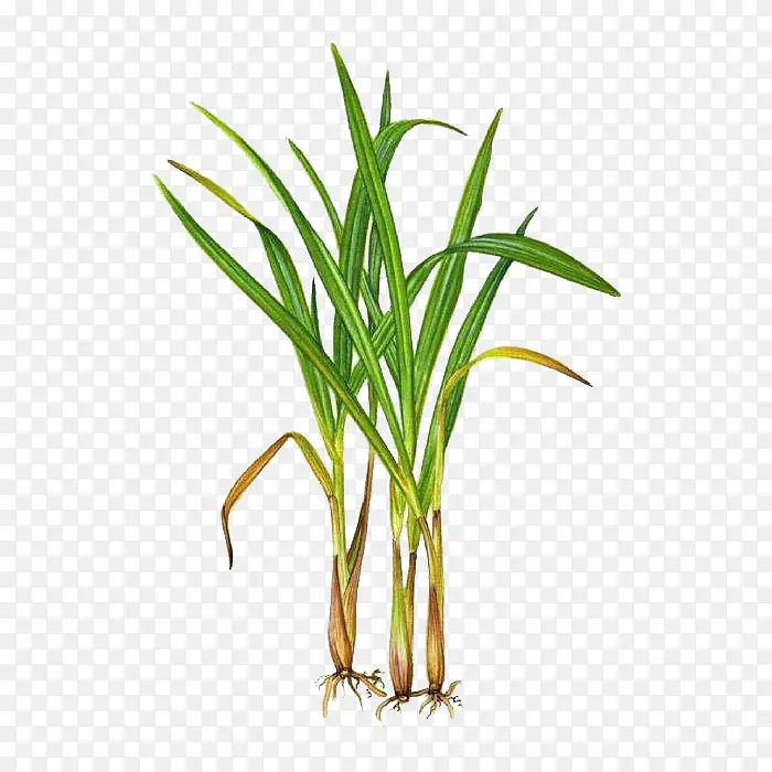 ���ʲ���é��-������