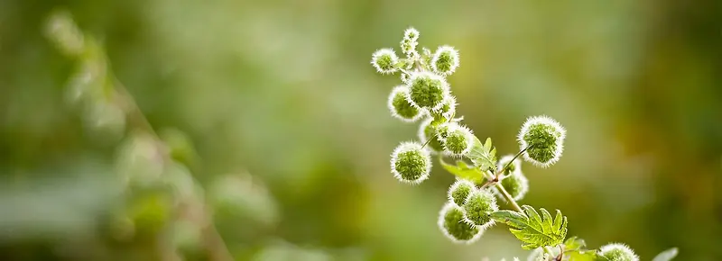 �ɰ���������-������