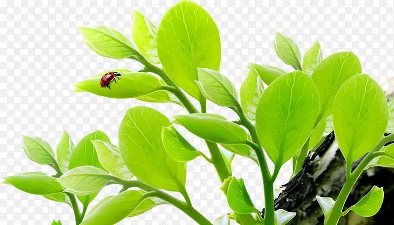 ���������λ�ֲ������-������