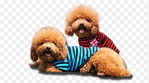 ̩��-������