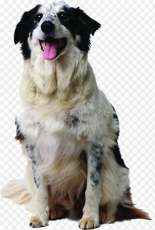 ʱ�г��ﹷ������-������