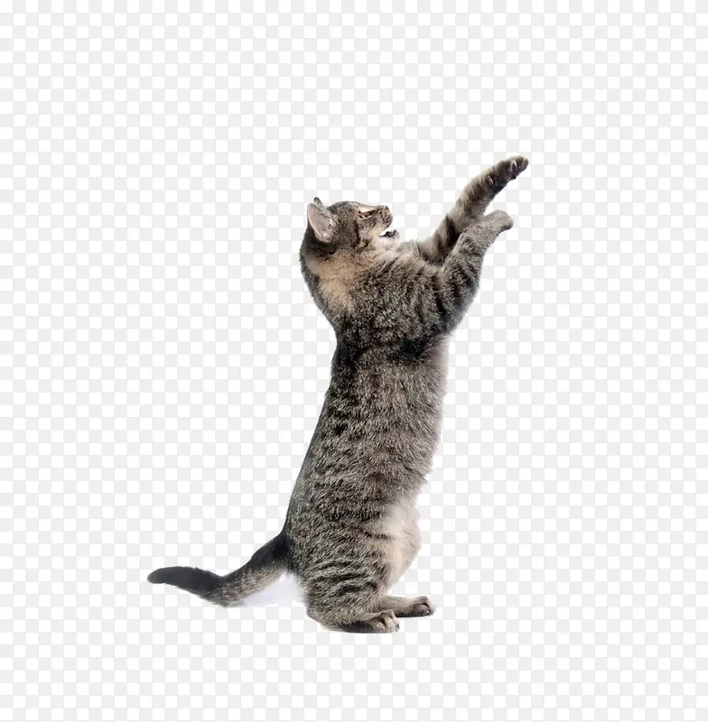 �ɰ���è-������