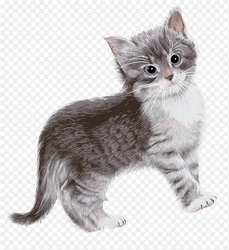 ˮ���ֻ�è��-������