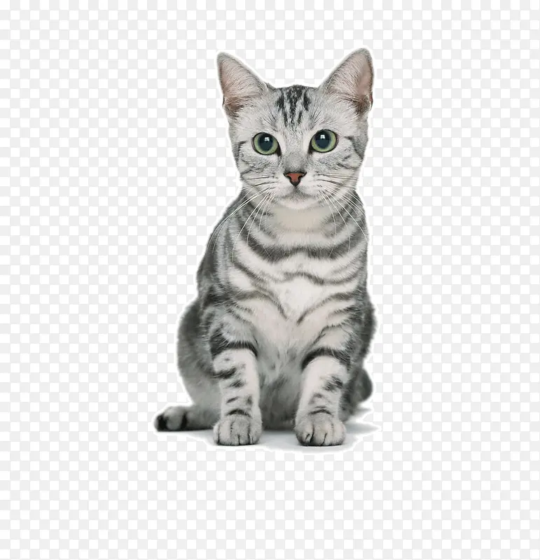 ��Ʒʵ��è��-������