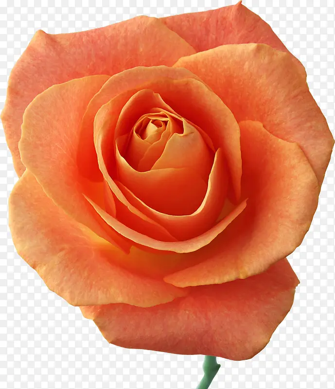 ��ɫ���Ż���-������