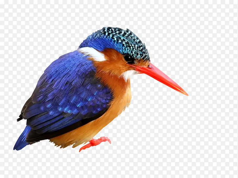 С�� ���� ����-������