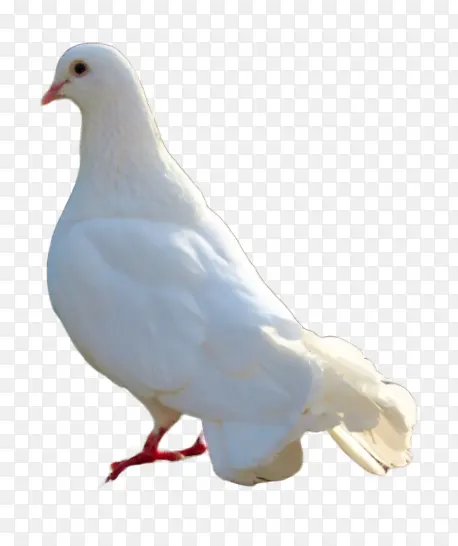 ��ƽ���ɫ����-������