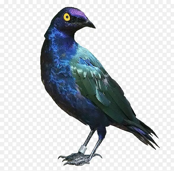 ��ɫ����-������