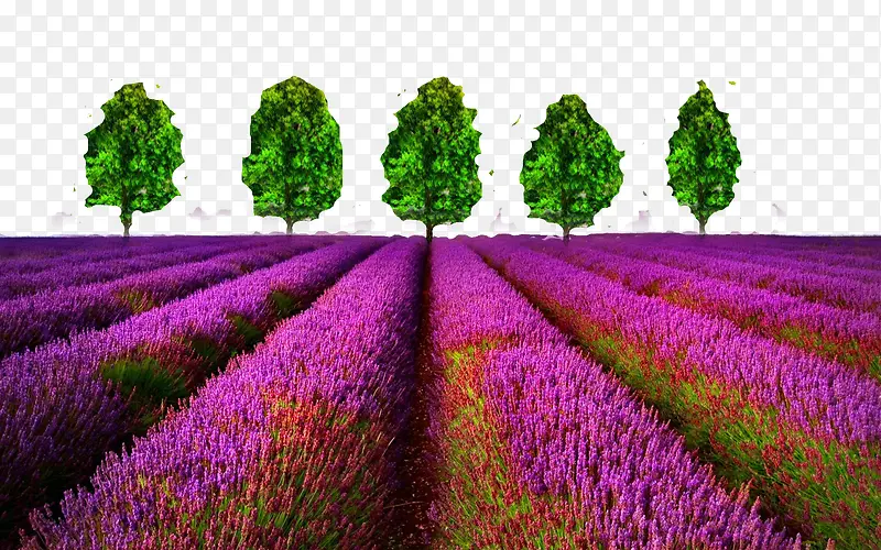 ��Ҷ޹�²�-������