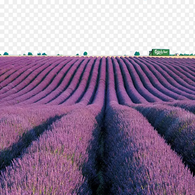 �����޹�²ݻ����زı���-������