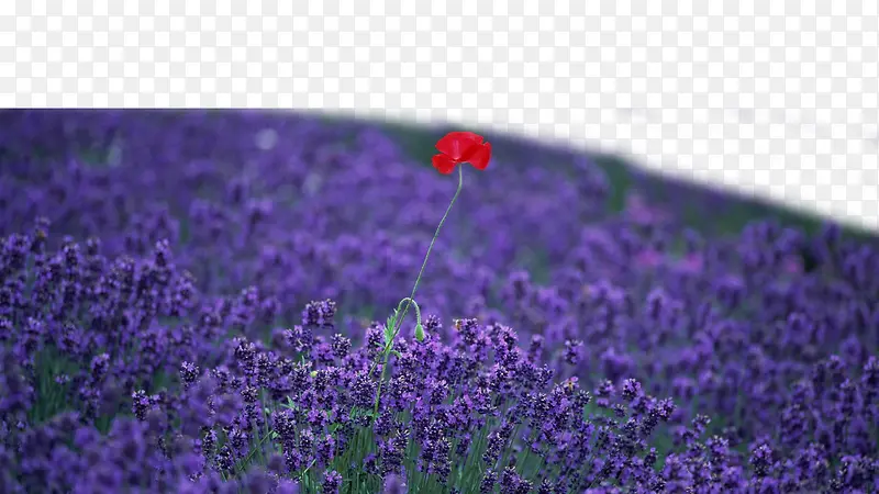 ��ɫ޹�²�-������